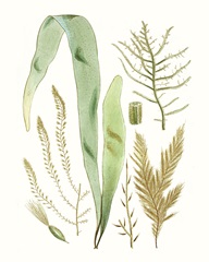 Antique Seaweed Composition II