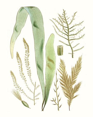 Antique Seaweed Composition II