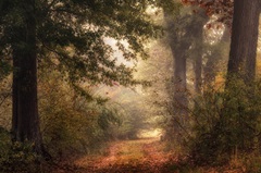 Autumn's Walk II