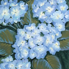 Blue Hydrangeas I