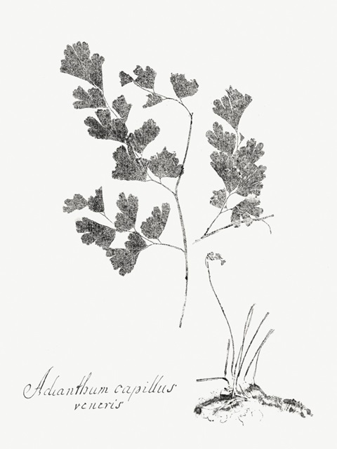 Botanical Imprint I