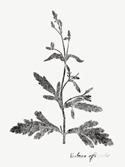 Botanical Imprint III