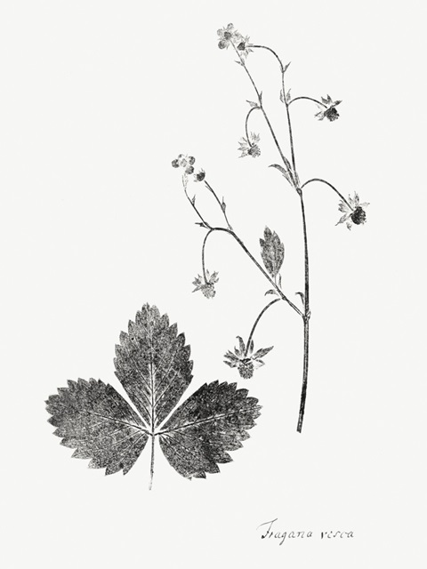 Botanical Imprint IV
