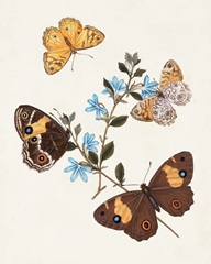 Butterflies and Moths I