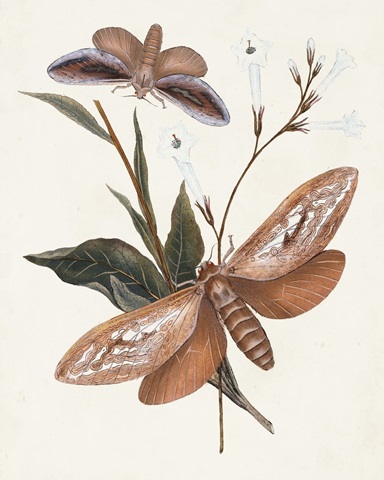 Butterflies and Moths II