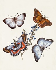 Butterflies and Moths III