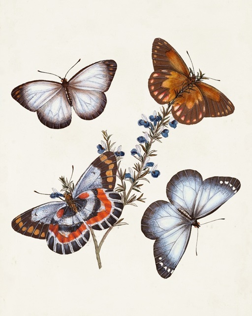 Butterflies and Moths III