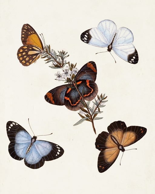 Butterflies and Moths IV