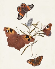 Butterflies and Moths VI