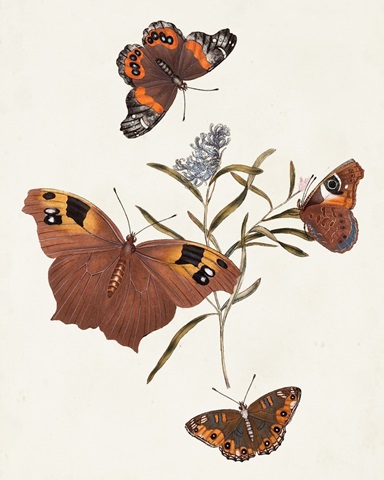 Butterflies and Moths VI