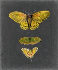 Butterflies on Slate I