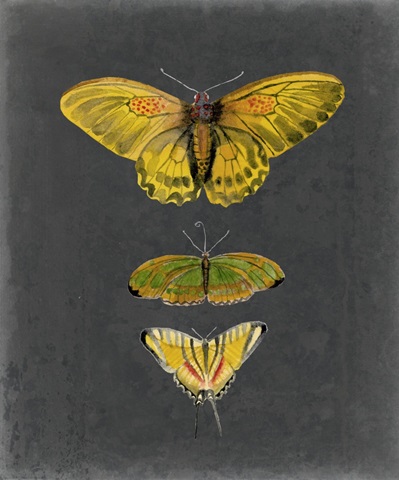 Butterflies on Slate I