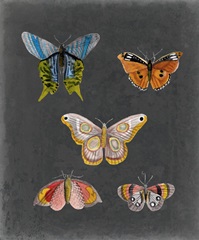 Butterflies on Slate II