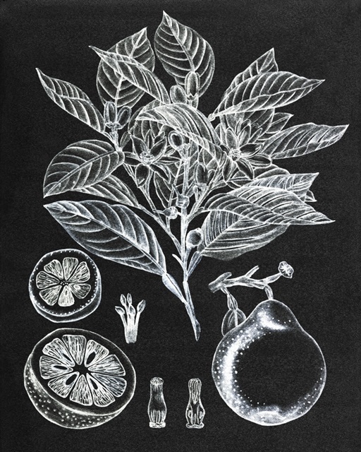 Citrus Botanical Study I