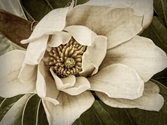 Classic Magnolia I