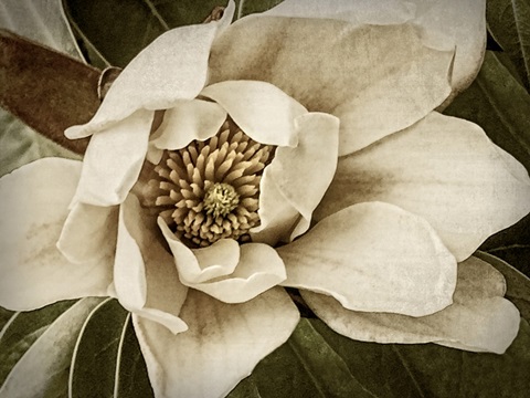 Classic Magnolia I