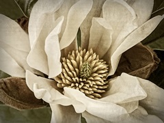 Classic Magnolia II