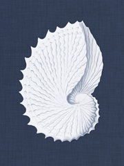 Coquillages Blancs V