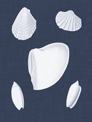 Coquillages Blancs VI