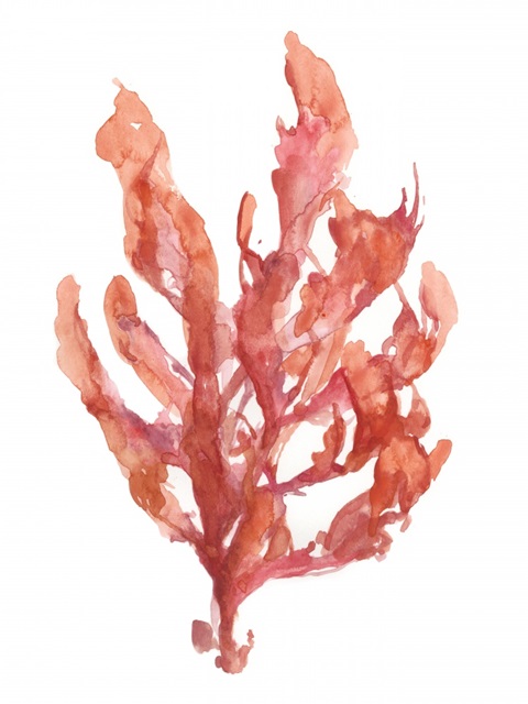 Coral Kelp I