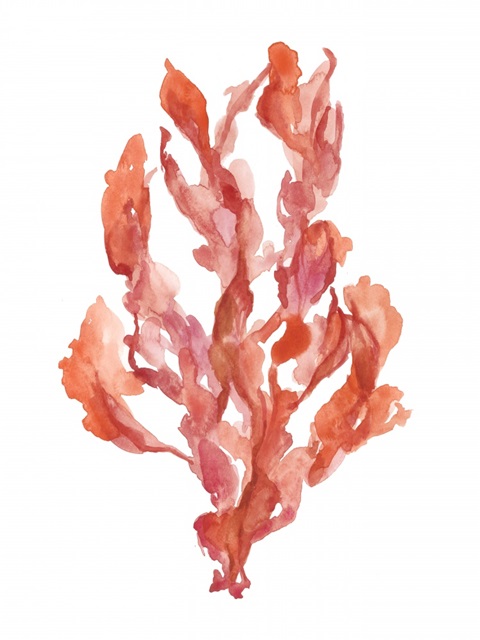 Coral Kelp II