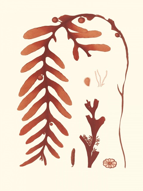 Coral Seaweed II