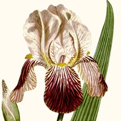 Cropped Antique Botanical VIII