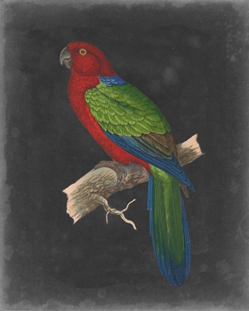 Dramatic Parrots IV