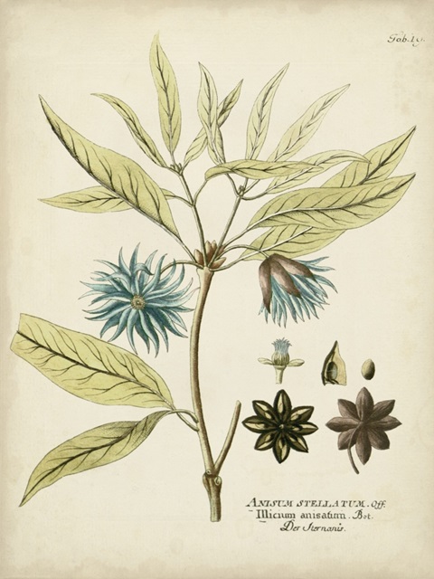 Eloquent Botanical III