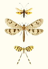 Entomology Series I