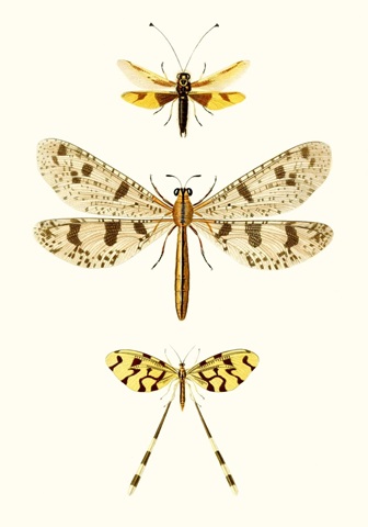 Entomology Series I