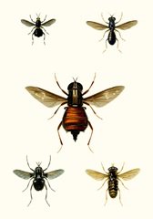 Entomology Series III