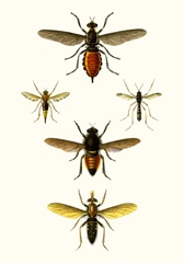 Entomology Series IX