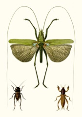 Entomology Series V