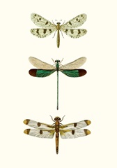Entomology Series VII