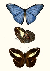 Entomology Series VIII