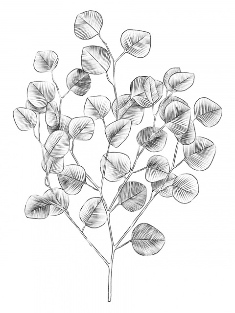 Eucalyptus Sketch I