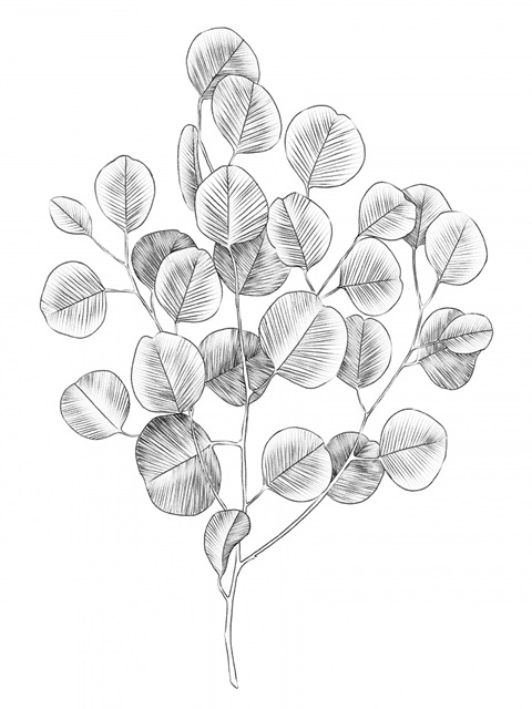 Eucalyptus Sketch II