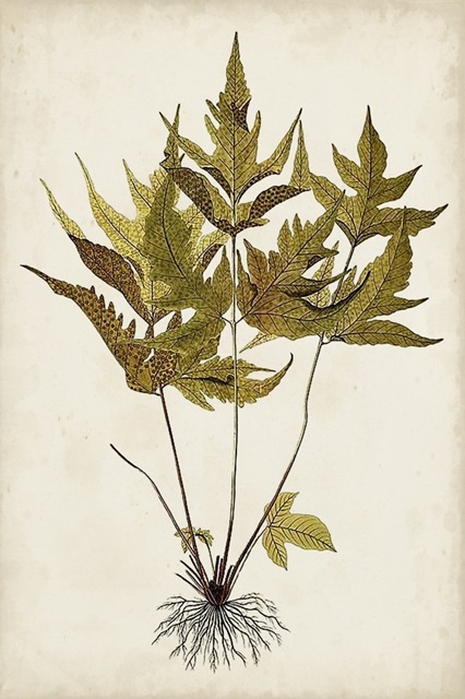 Fern Botanical II