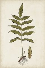 Fern Botanical III