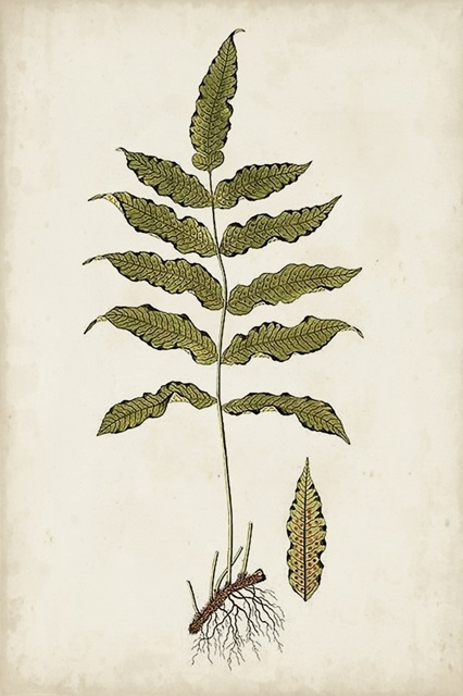 botanical illustration fern