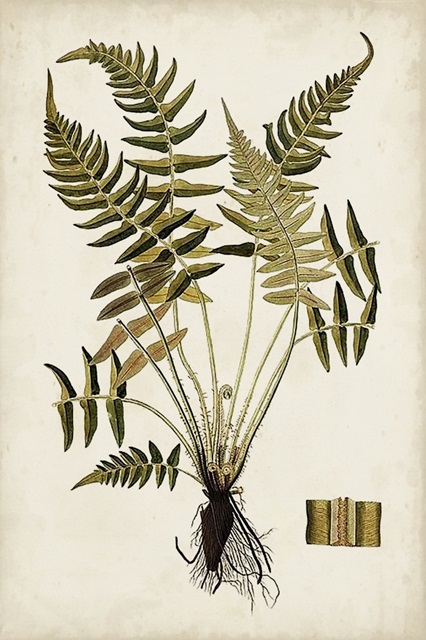 Fern Botanical IV