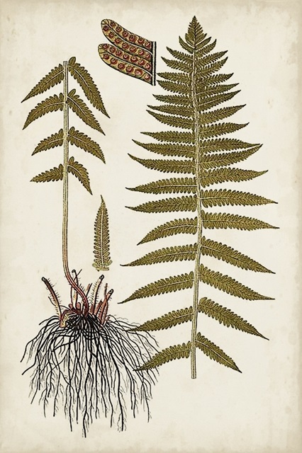 Fern Botanical V