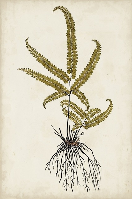 Fern Botanical VI
