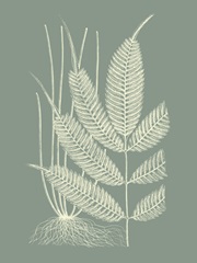 Ferns on Sage II