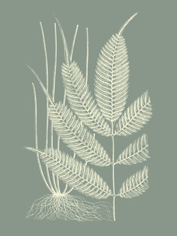 Ferns on Sage II
