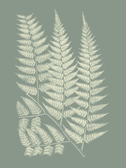 Ferns on Sage III