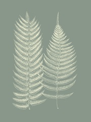 Ferns on Sage IX