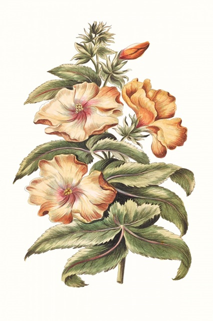 Flowering Hibiscus I