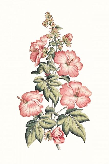 Flowering Hibiscus II
